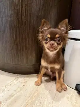 Jual 1 ekor anakan chihuahua long coat jantan