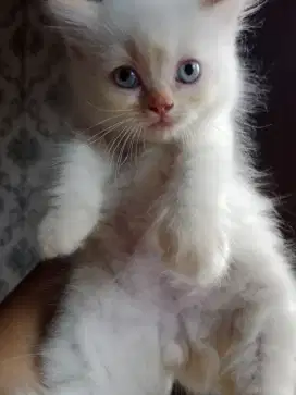 Kitten jantan ras ragdoll mix persia 500rb nett
