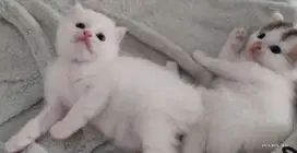Anak kucing persia kitten