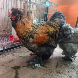 Ayam mix brahma x silkie