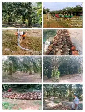 Cari karyawan pemanen lanjang  atau pasutri