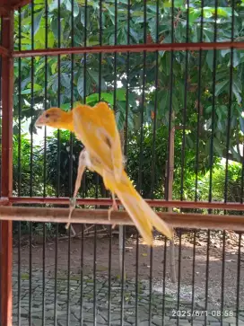 Kenari giboso lokal usia 3 blanaan