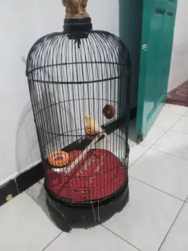 Kenari loper jantan