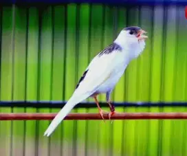 burung kenari panda