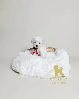 Poodle x Bichon Frise (Poochon) [Beardy]