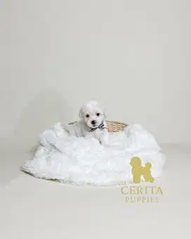 Poodle x Bichon Frise (Poochon) [Butter]