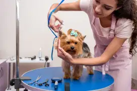 DICARI DOG GROOMER