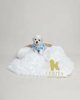 Poodle x Bichon Frise (PooChon) [Chiffon]