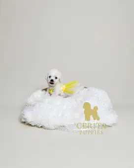 Poodle x Bichon Frise (PooChon) [Chanel]