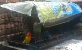 ĹOVEBIRD 2EKOR +KANDANG
