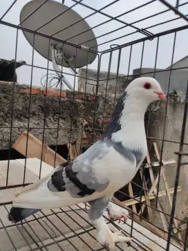 burung merpati blantong