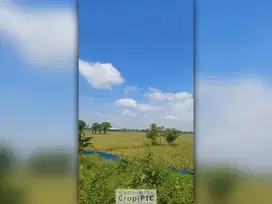 Dijual Tanah Sawah Luas Lokasi Strategis di Kampung Pisang Sambo, Peba