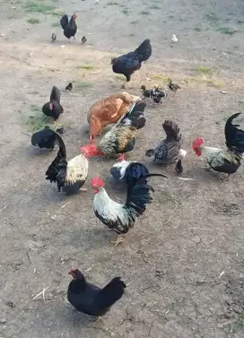 Ayam hias atau ayam kate