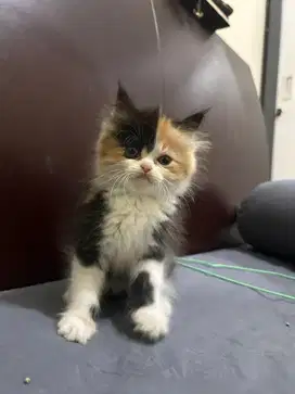 Kucing Anakan Persia