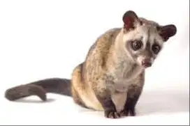 Jual musang jinak