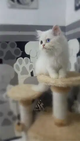Kitten persia odd eye betina