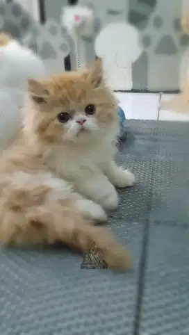 Kitten persia jantan