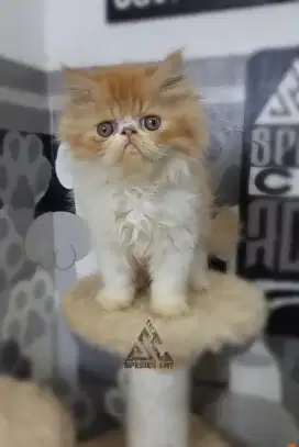 Persia peaknose jantan