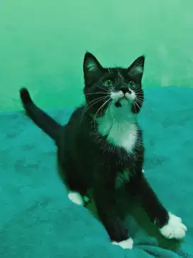 Kucing British x mainecoon black n white bicolor