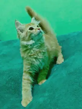 Kucing British shorthair x mainecoon red tabby