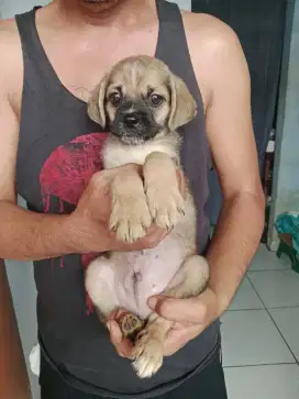 Puppy Beagle mix