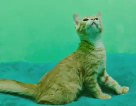 Kucing British shorthair x mainecoon