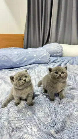 Bsh blue betina