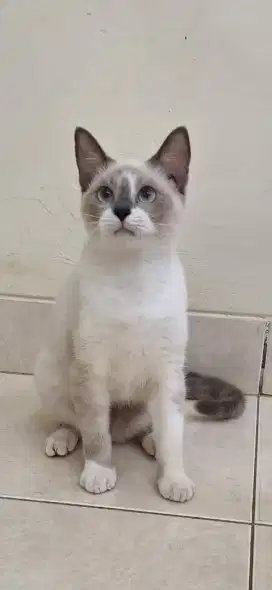 Kucing Himalaya Siamese