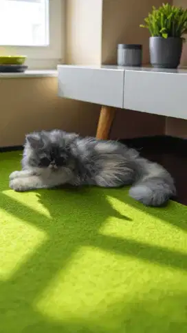 Kitten Betina Persia Peaknose Extreme Longhair Calico (3 warna)