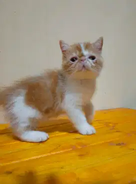Kitten peaknose exotic Jantan