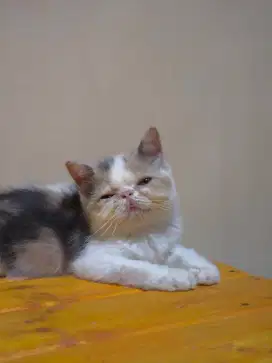 Kitten peaknose exotic betina