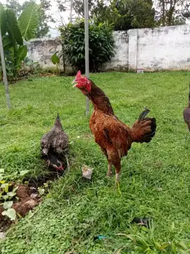 Jual ayam biang bulbi
