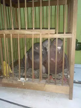 Dijual burung dara 1 ekor  + kandang