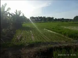 Dijual tanah sawah aktif