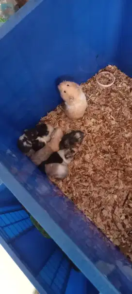 hamster syrian dan winter white