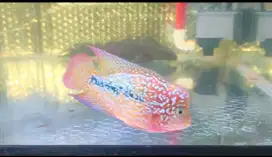 Louhan kamfa f2