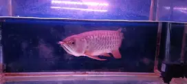 Arwana Super Red Blood 45 cm sehat bersertifikat