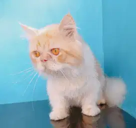 kucing munchkin pesek cebol