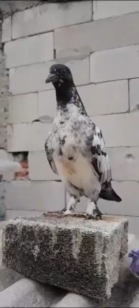 Anakan merpati kolong jembros