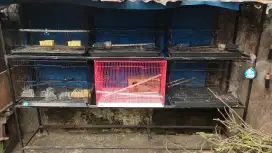 Rak Kandang Ternak Lovebird / Kenari