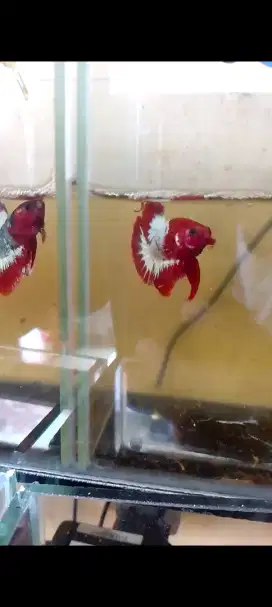 Ikan cupang fccp