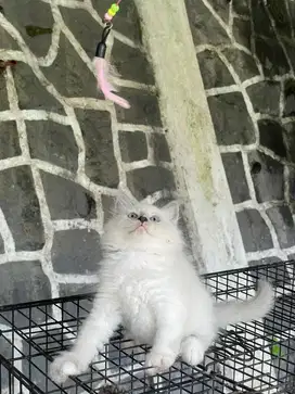 Jual kucing himalaya kitten