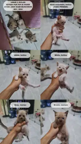 Kitten BSH x BSH MUNCHKIN
