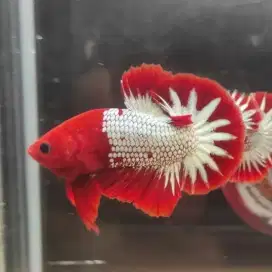 Ikan cupang fccp prospek
