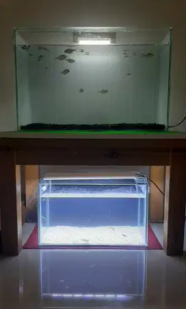 Aquarium ikan hias