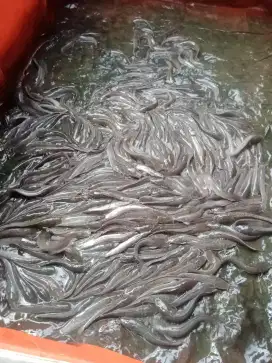 jual bibit ikan lele