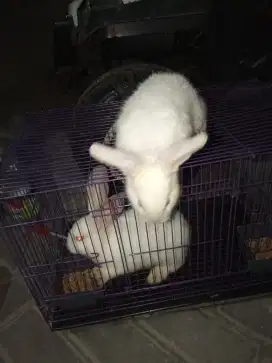 kandang kelinci