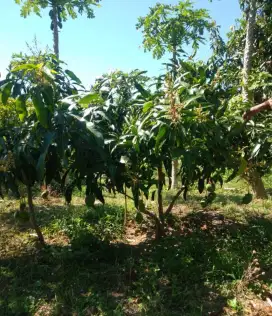 LAHAN LUAS KEBUN MANGGA PRODUKTIF SITUBONDO JAWA TIMUR USAHA INVESTASI
