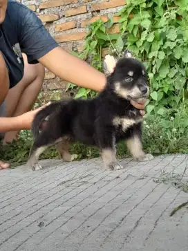Anjing mix herder