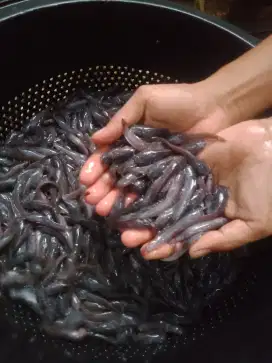 jual bibit lele per ekor